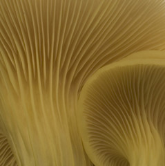 fungi stripes