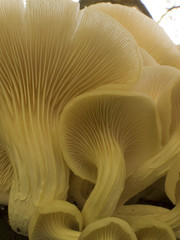 fungi