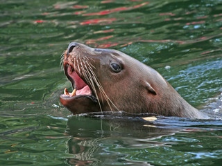 Fototapeta premium head of a sea lion.