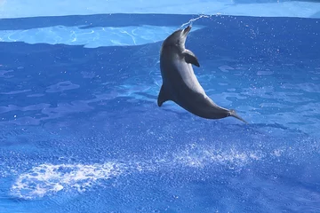 Sierkussen delphine © Manuela Schueler