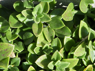Fototapeta premium succulent plant