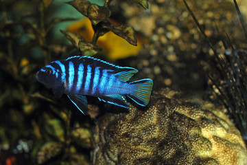 cichlid fish in aquarium