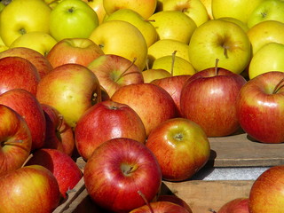 two varieties of apple