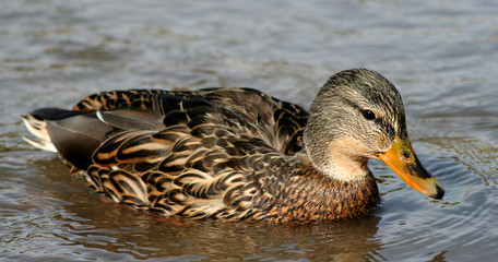 sharp mallard duck