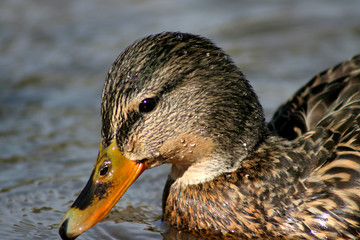 mallard