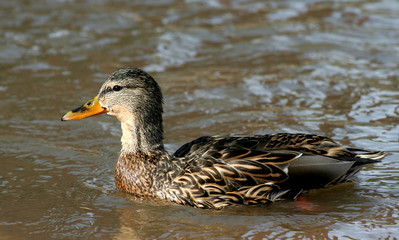 mallard swimming