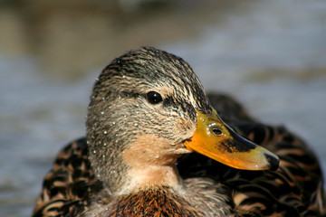 headshot of mallard