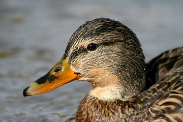 mallard
