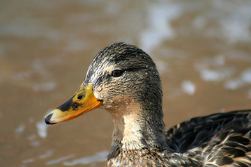 beautiful mallard