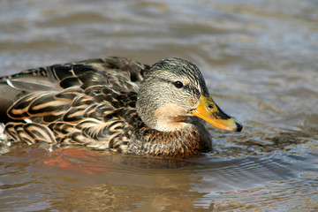 swimming mallard