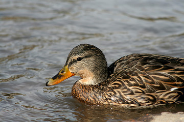 mallard duck