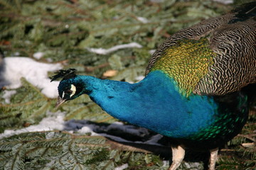 Obraz premium peacock eating