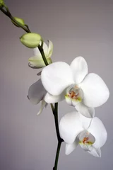 Papier Peint photo Orchidée orchidée blanche