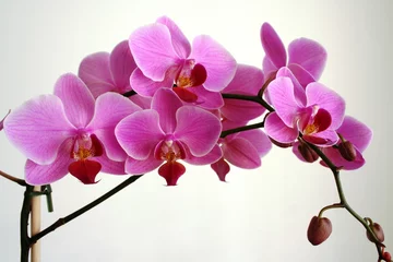 Photo sur Plexiglas Orchidée orchid