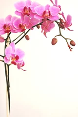 Stickers pour porte Orchidée orchidée