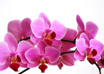 Tissu par mètre Orchidée orchidée
