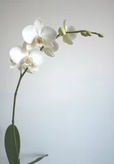 Poster Orchidée white orchid
