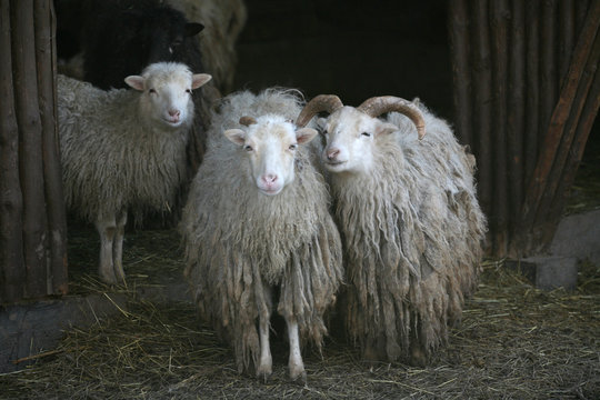 zotteltiere
