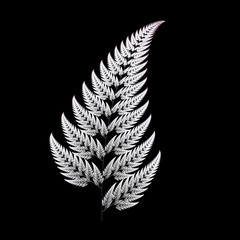 fern © Stepan Jezek