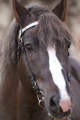 postier breton