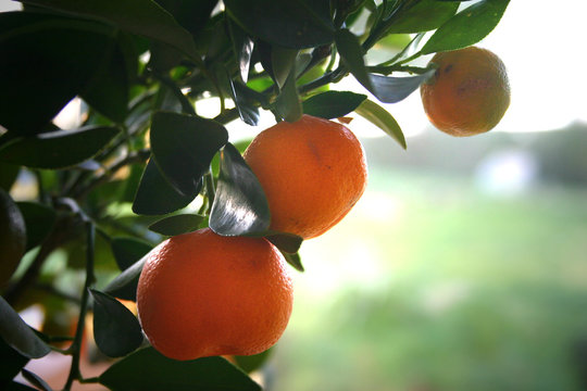 mandarines