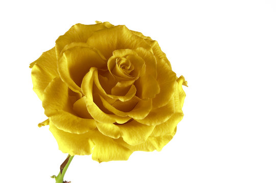 yellow fantasy rose