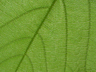 leaf veins