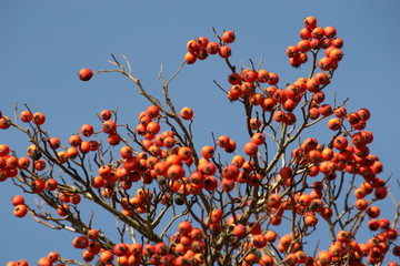 rote beeren vor blauem himmel