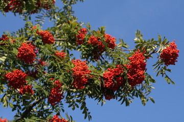 mountain ash, rowanberries