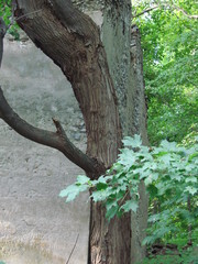 lime kiln fram house - corner view