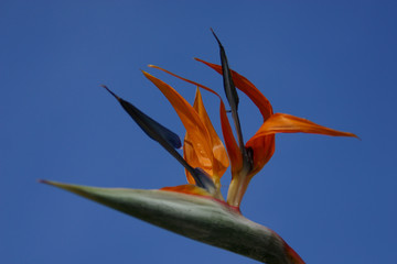 Fototapeta na wymiar die stolze papageienblume