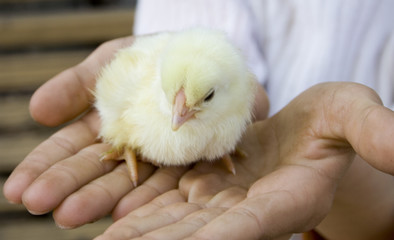 yellow chick on the child hends