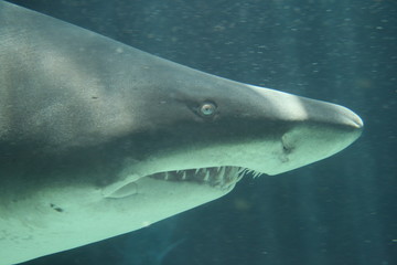 ragged tooth shark