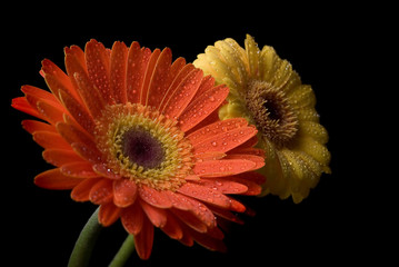 flowers isolated