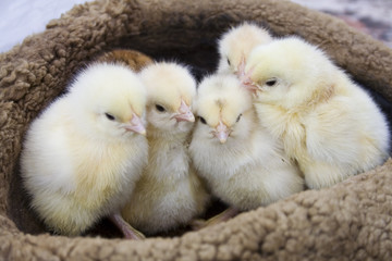 yellow chicks on a hat ii