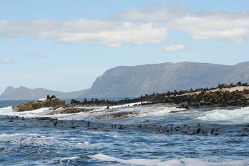 seal island 1