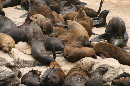 seal island 3