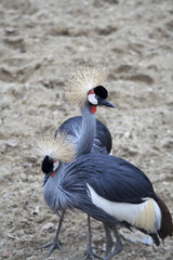 Fototapeta premium grey crowned crane