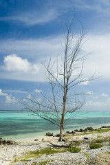 tree after hurricane