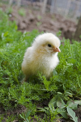 yellow chick on green grass close-up