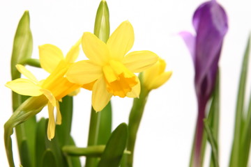 Obraz premium spring flowers