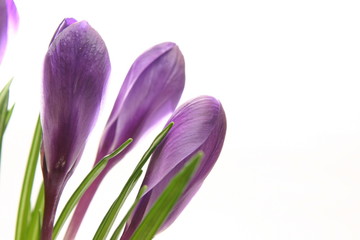 Naklejka premium spring flowers