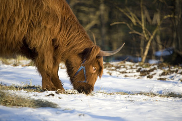 furry face