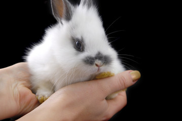 hadns holding small rabbit