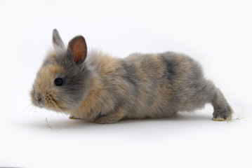 Obraz premium small rabbit