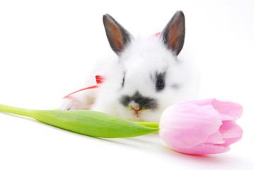 small rabbit with flower