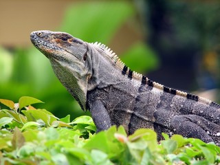 iguana