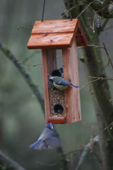 mangeoire pour oiseaux