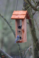 mangeoire pour oiseaux