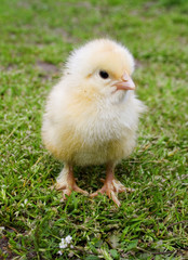yellow chick on green grass close-up in springtime